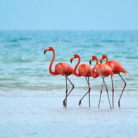 El Corazon Mexican0 Isla Holbox 外观 照片
